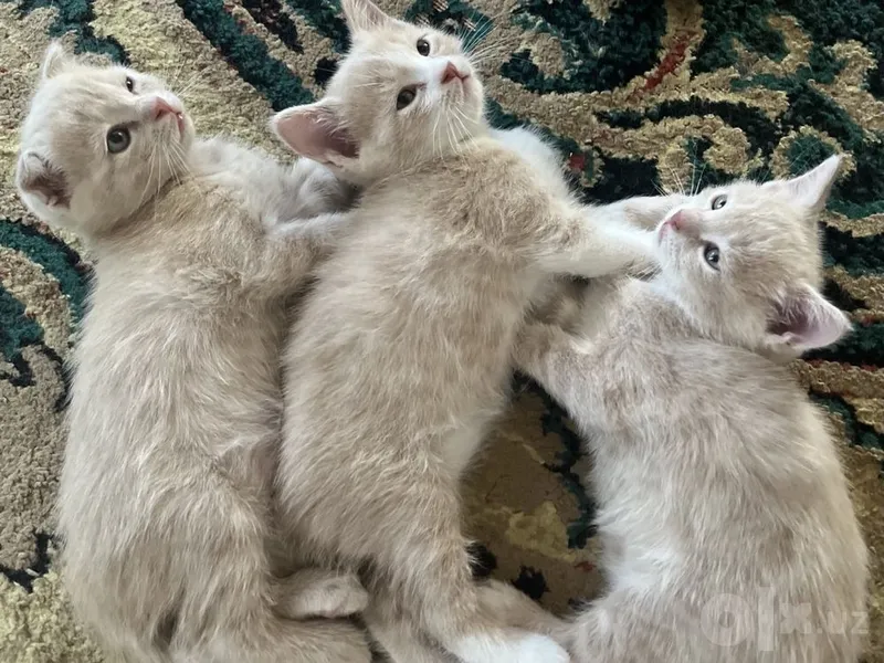 продам котят 111 2 продам котят 111 2