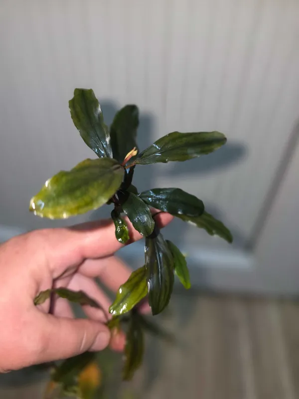 Анубиас Бартера Anubias barteri 4 Анубиас Бартера Anubias barteri 4