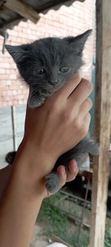 Продаются котята породы БРИТАНЕЦ — фото 2