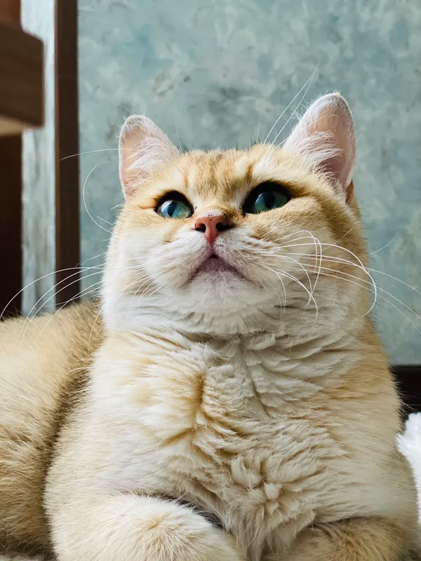 Британские шиншиллы 8
