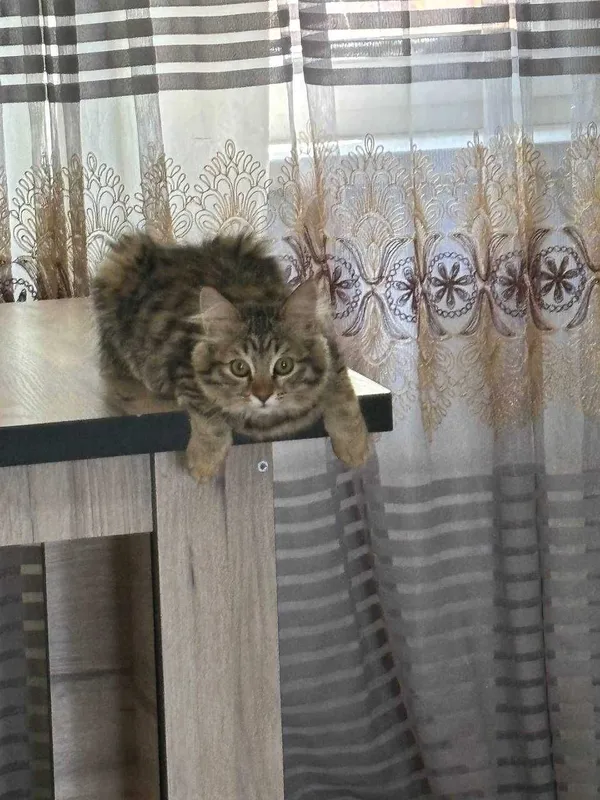 Котята, доброму сердцу и в теплый дом. — фото 1 Котята, доброму сердцу и в теплый дом. — фото 1