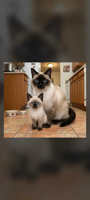 Котятки сиамские домашние 3 Котятки сиамские домашние 3