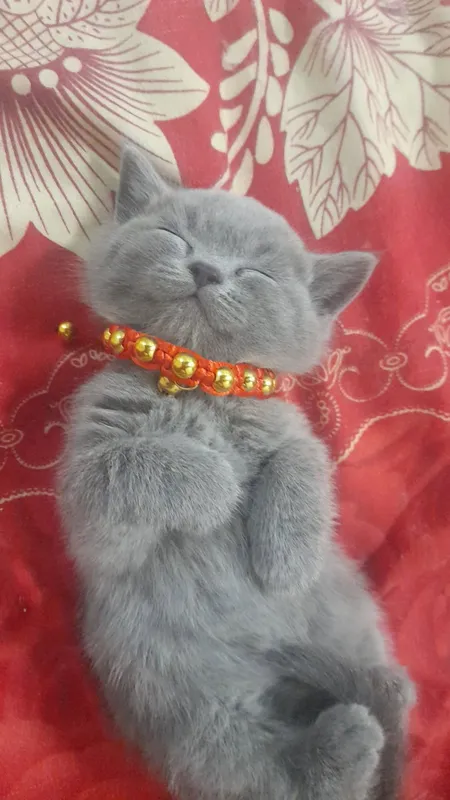 парода котёник