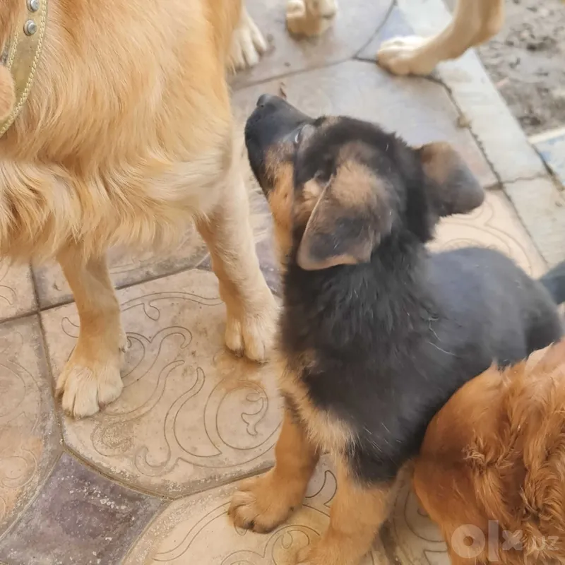 Sharqiy Yevropa ovcharkasi 7 Sharqiy Yevropa ovcharkasi 7