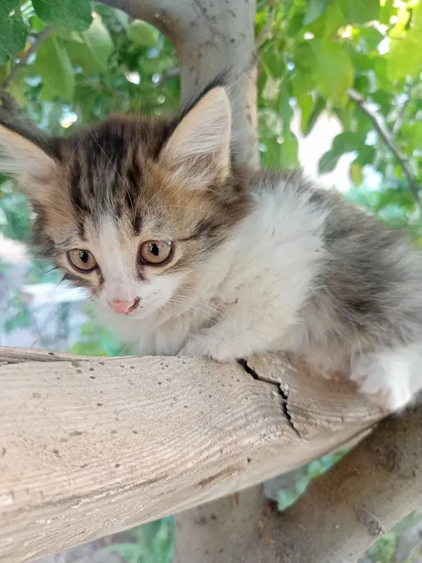 Котята 2 месяца, пушистые 1 Котята 2 месяца, пушистые 1