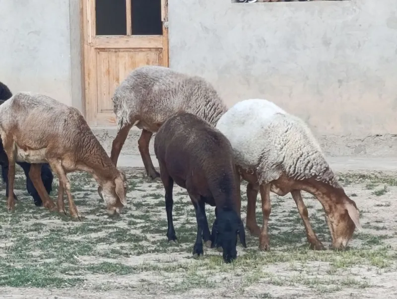 Qoy sotiladi solu 2 Qoy sotiladi solu 2