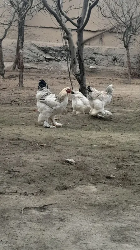 Brama sotiladi narxini kelishamiz