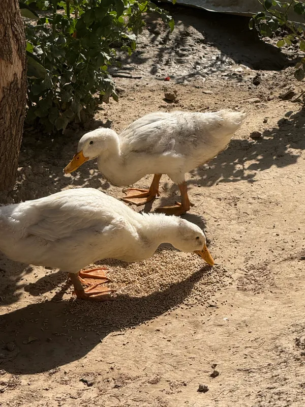 ORDAKLAR 3 ORDAKLAR 3