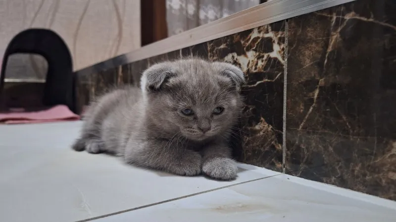 котята вислоушки 3 котята вислоушки 3