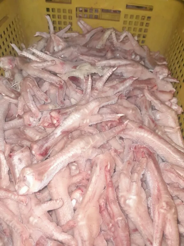 Patraxa tovuq a'zolari 3 Patraxa tovuq a'zolari 3