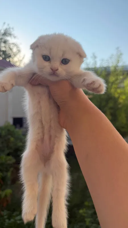 Продаются котята 2 Продаются котята 2