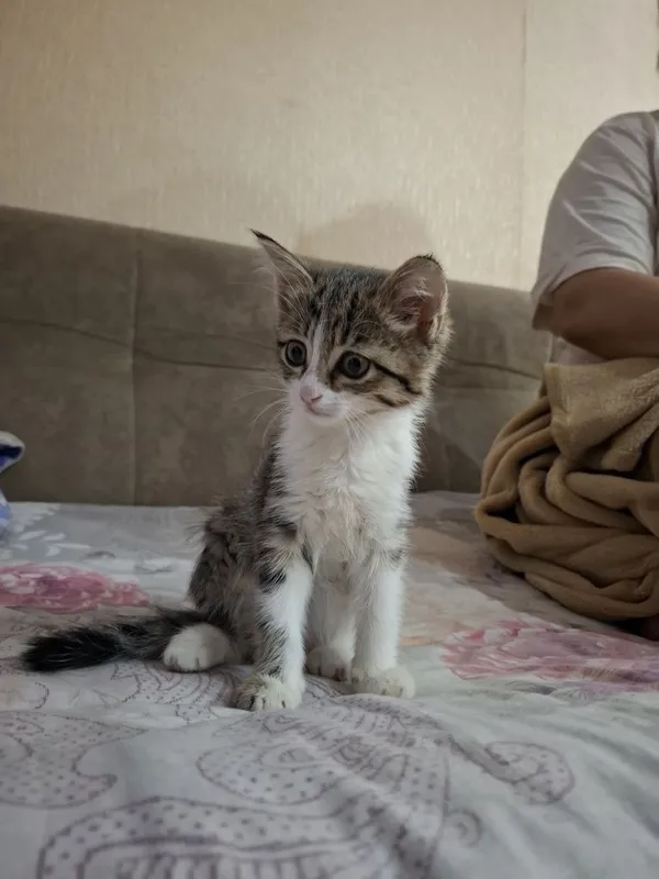 Кошка маленькая девочка Кошка маленькая девочка