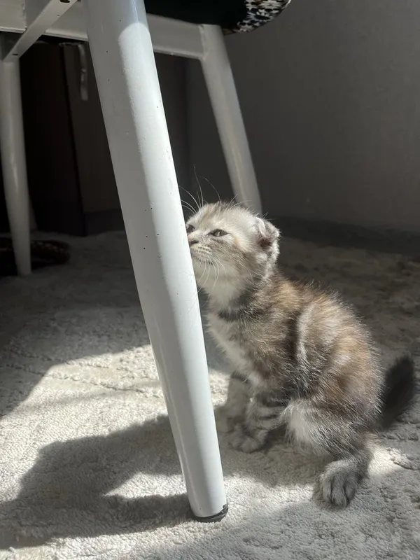скотиш фолд мушуги — фото 2