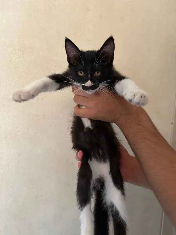 Котята отдам даром