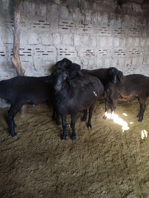 Aqiqaga qochqorlar sotiladi