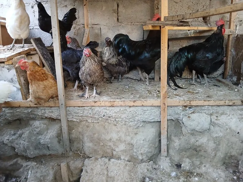 Honaki tovug'lar sotiladi donasi 120 ming xorozlar 200 dan kami bor 5