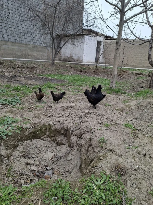Yaponchalar sotiladi toza narsala 6 ta tovuqcha 1 ta xurozcha