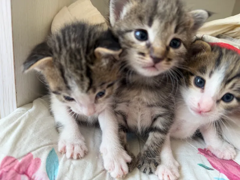 Кошка 1