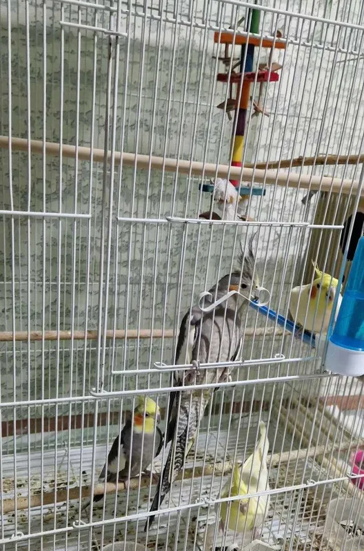 Срочно продам попугаев — корелла. Цена — договорная 3