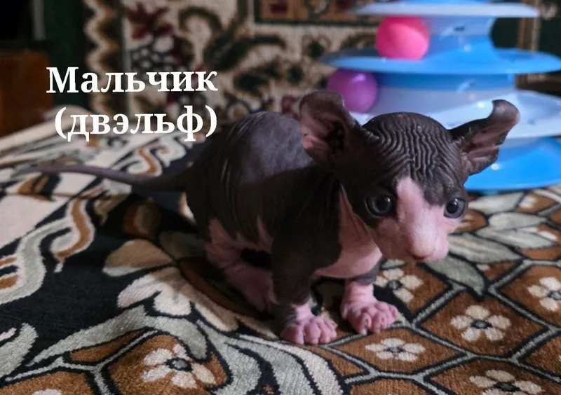 Котята Сфинксы ! — фото 4