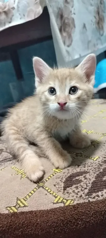 Домашний котёнок мальчик 6 Домашний котёнок мальчик 6