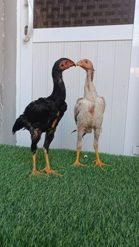 Dakan jojala sotiladi 6