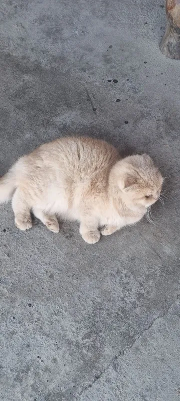 Британская кошка — фото 1 Британская кошка — фото 1