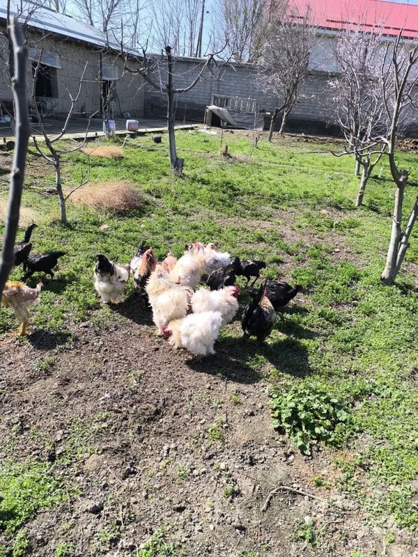 Brama xurozlar sotiladi Brama xurozlar sotiladi