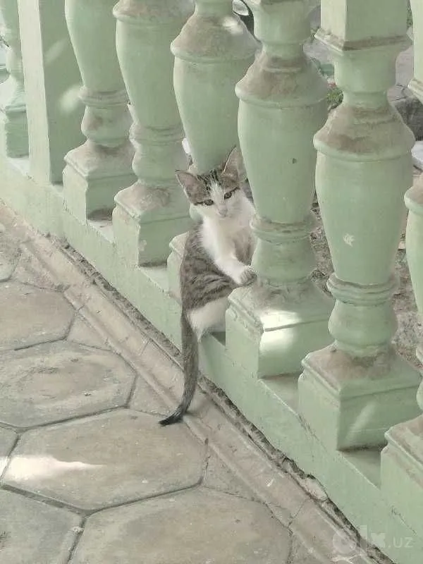 Котята мальчики, 1.5 месяца, в хорошие добрые руки 4 Котята мальчики, 1.5 месяца, в хорошие добрые руки 4