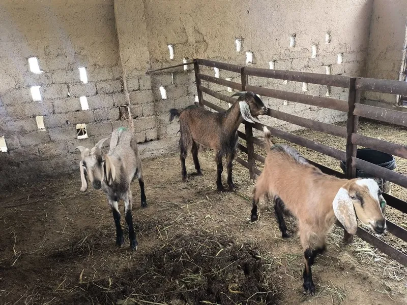 Сарка, эчки, така сотилади. Продаются козлы