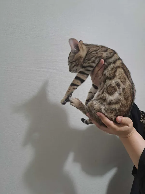 Бенгальские котята — фото 3