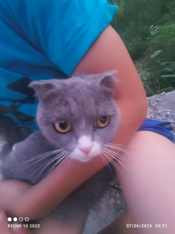 Zoti: Scottish fold