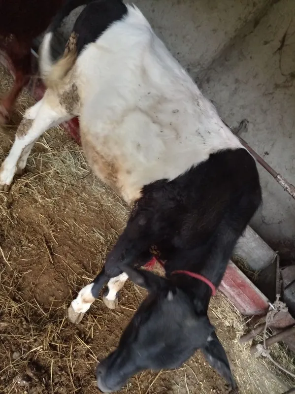 Buqa va g'unojin narxi telda gaplashiladi 22 milliondan kam va ko'p — фото 2