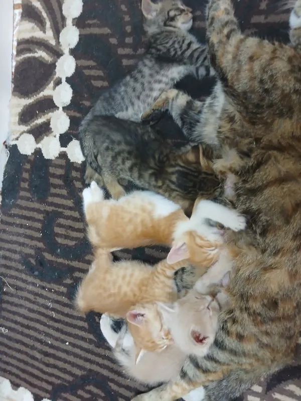 Котята Даром 5 шт