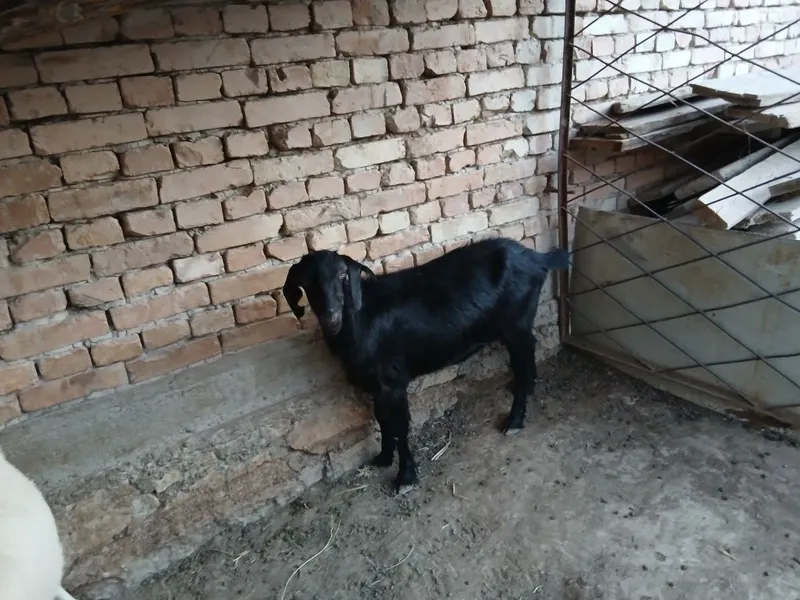 Echki sotiladi qisir ikkoviyam birinchi tug'ishi takaga qoysaxam bulad 3 Echki sotiladi qisir ikkoviyam birinchi tug'ishi takaga qoysaxam bulad 3