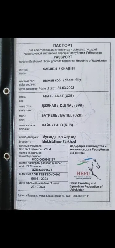 Ot sotiladi Продаётся лошадь — фото 4