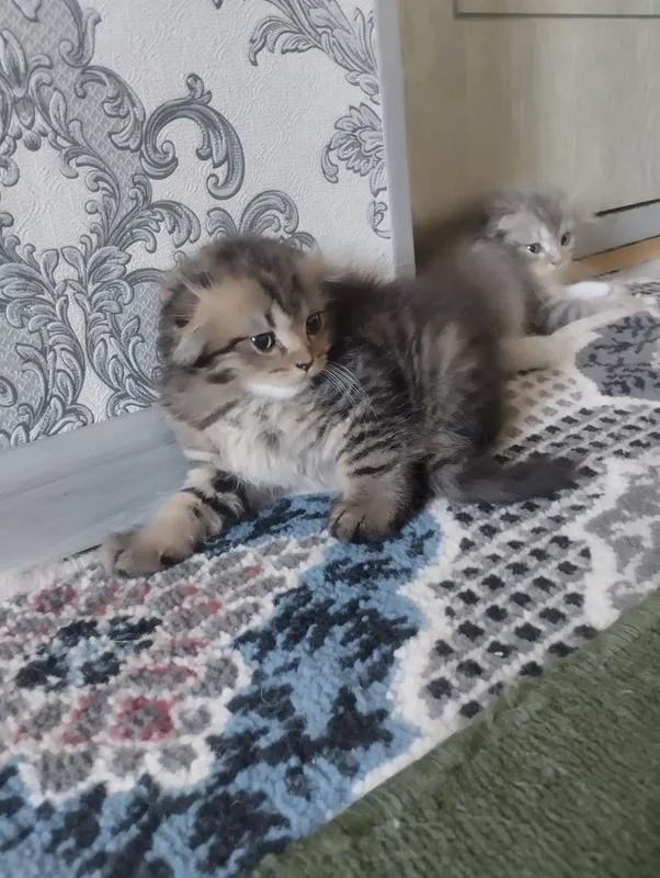 Продаётся в Асаке домашний котёнок, 2 месяца 1 Продаётся в Асаке домашний котёнок, 2 месяца 1