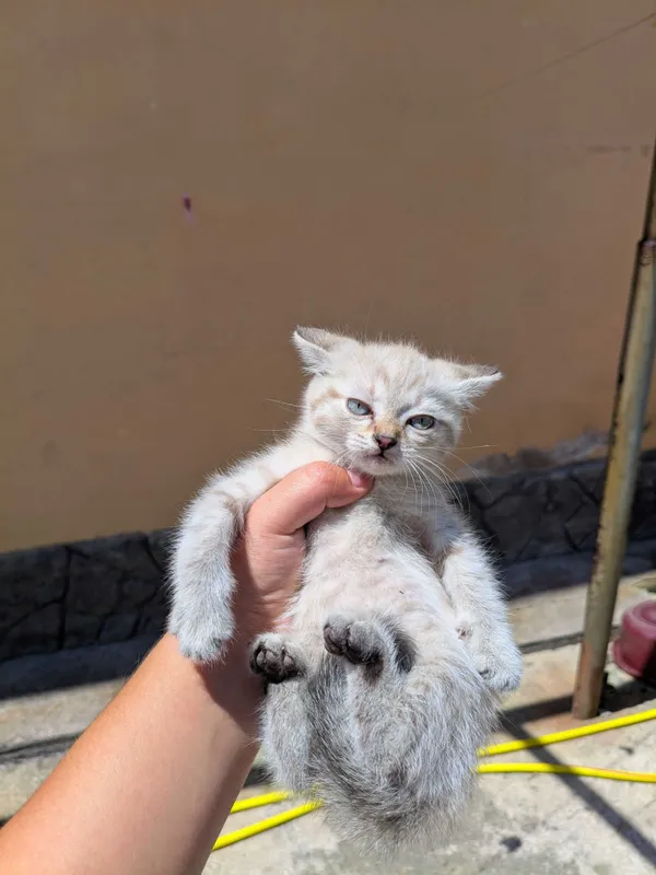 Котята ищут хороших хозяев 6