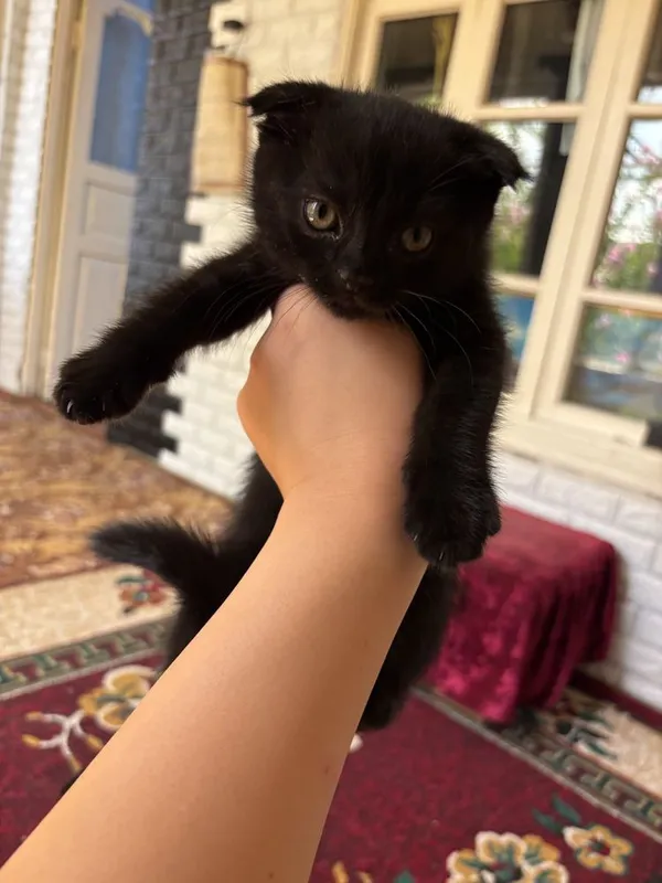 продаются котята 3
