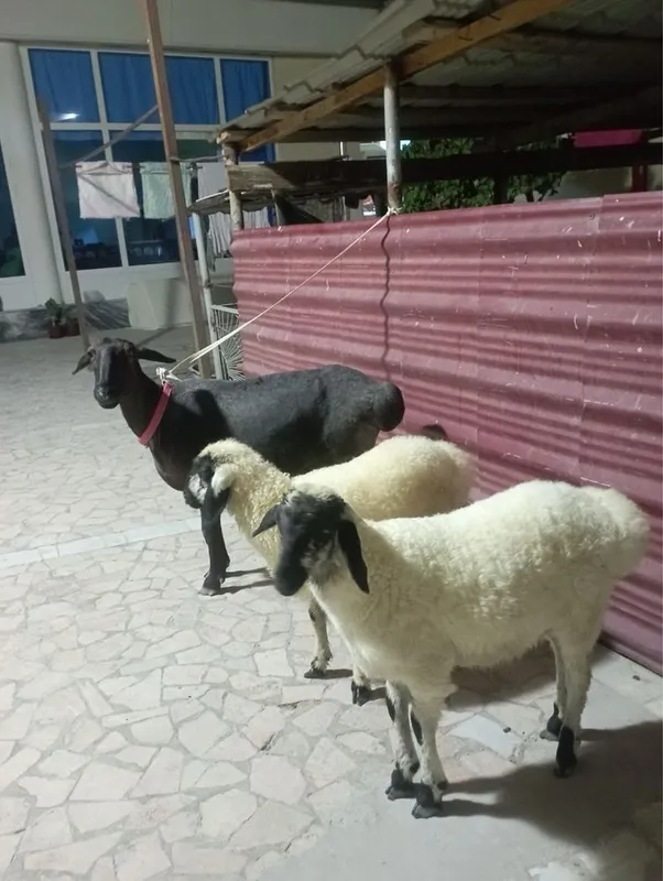 Qazoqi ona bola qo’y sotiladi 5 Qazoqi ona bola qo’y sotiladi 5