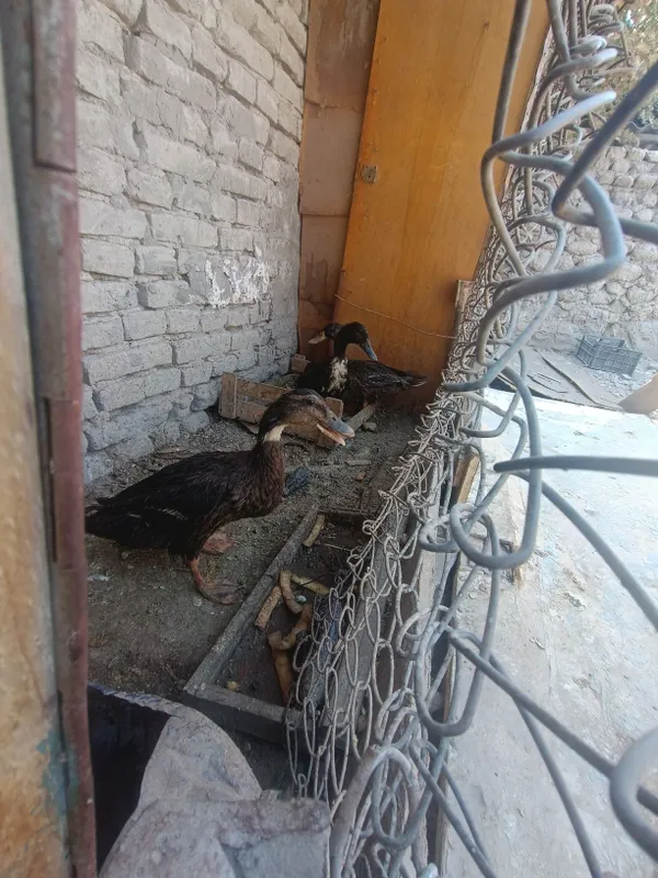 Eng zor oʻradak yeb ichishga gap yo 1 Eng zor oʻradak yeb ichishga gap yo 1