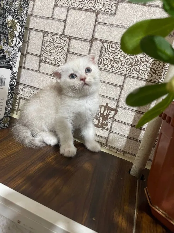 Ogil va qiz shinshilla mushukchala 1 Ogil va qiz shinshilla mushukchala 1