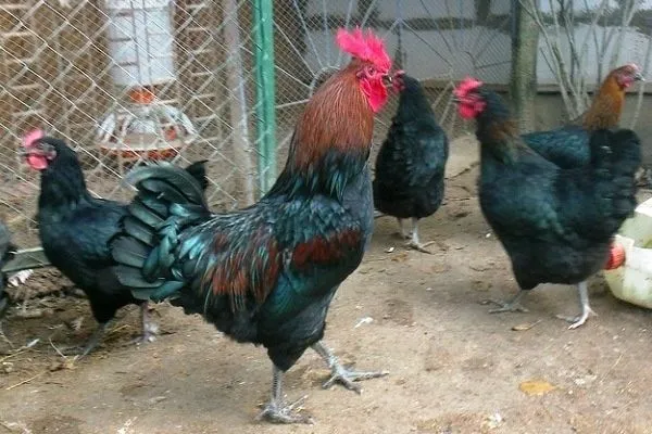 Андижон кора товуклари жужалари сотувда — фото 1