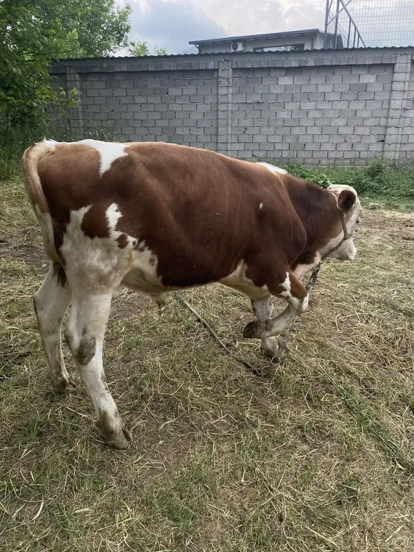 Buqa sotiladi tozza simmental — фото 1