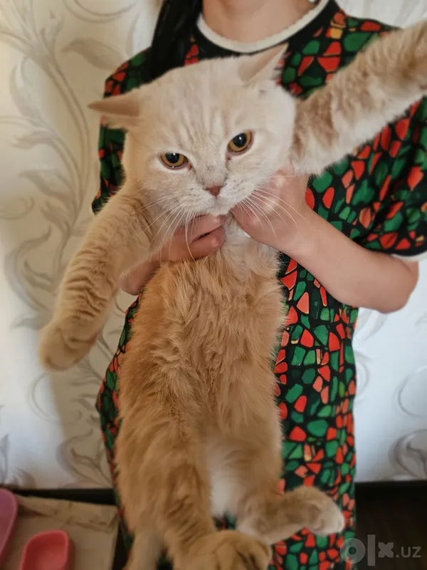 British shorthair 1 British shorthair 1