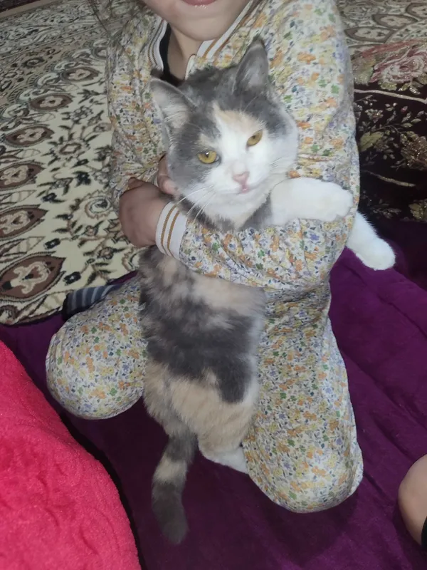 Кошка мушук милашка