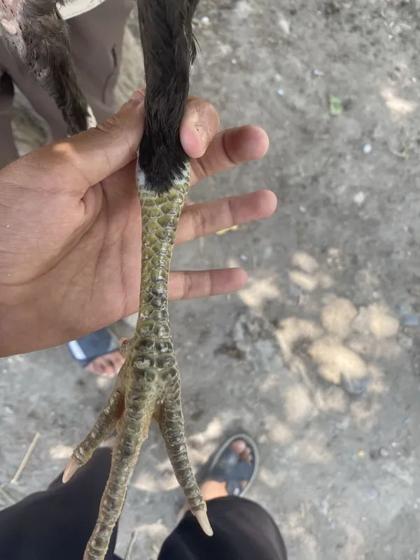 Kulangi juja sotiladi 3 Kulangi juja sotiladi 3