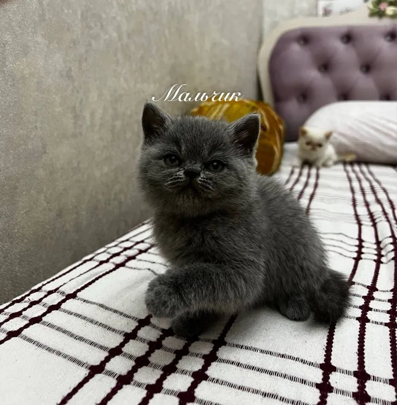 экзотические короткошерстные кошки котята 3 экзотические короткошерстные кошки котята 3