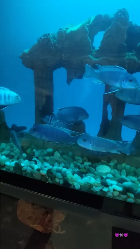 Продаются рыбы Демассона — фото 2