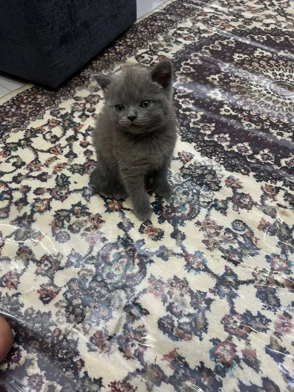 British Shorthair / Scottish Straight mushukchalari sotiladi — фото 3